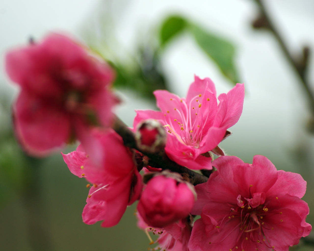 Việt Nam – Miền đất của hoa và tình yêu